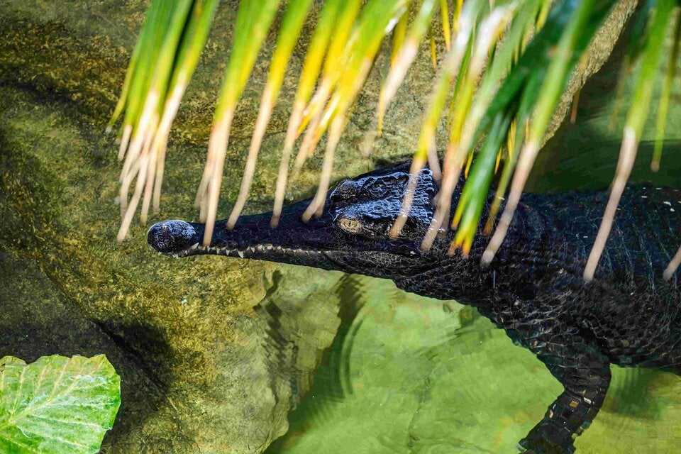 Westafrikanisches Panzerkrokodil im Haus des Meeres.