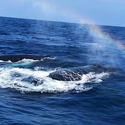 Nadine im Mund eines Pottwals