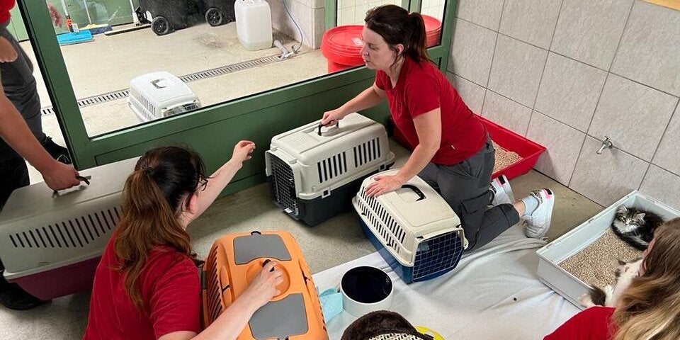 Animal Hoarding: 33 Katzen in Mödling gerettet
