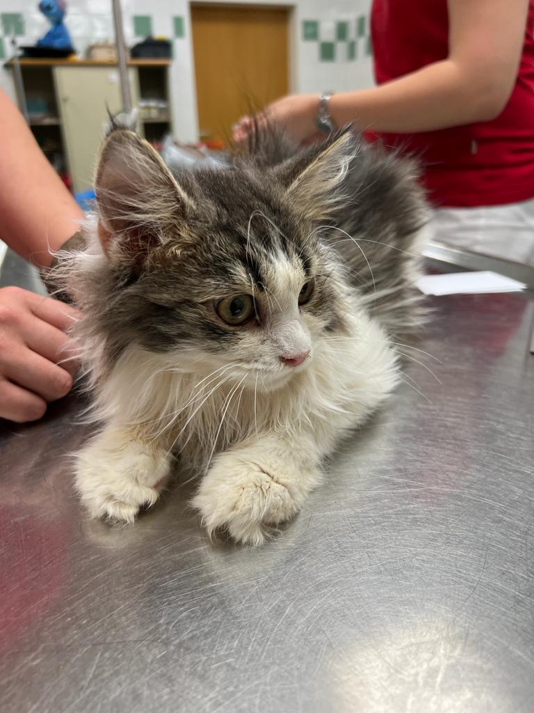 Animal Hoarding: 33 Katzen in Mödling gerettet