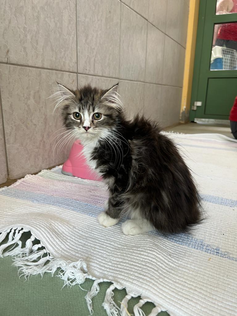 Animal Hoarding: 33 Katzen in Mödling gerettet