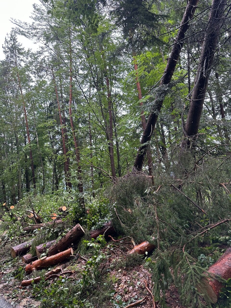 Verleger Mucha: ''So erlebte ich die Hagel-Hölle''
