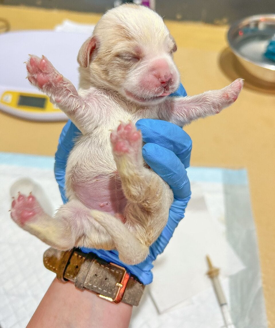 Fünf neugeborene Welpen in Karton ausgesetzt