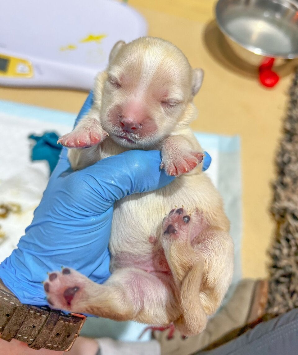 Fünf neugeborene Welpen in Karton ausgesetzt