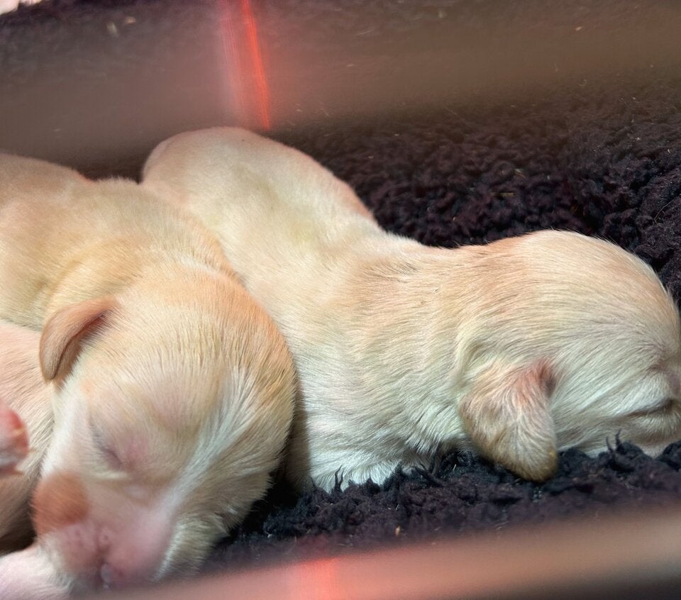 Fünf neugeborene Welpen in Karton ausgesetzt