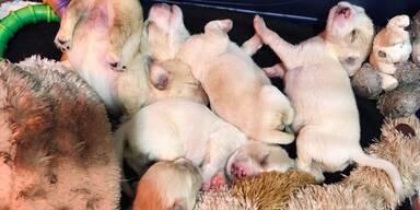 Die s&uuml;&szlig;en F&uuml;nf werden aufgep&auml;ppelt.