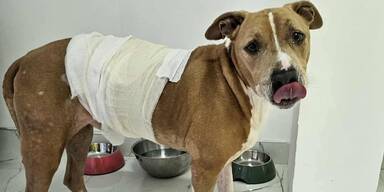 Tierquäler misshandelten Hund schwer