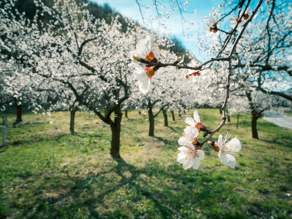 Marille, Magnolie & Co: Die schönsten Bäume für den eigenen Garten