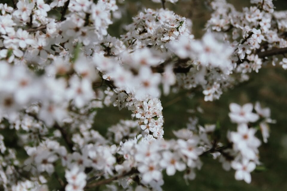 Marille, Magnolie & Co: Die schönsten Bäume für den eigenen Garten