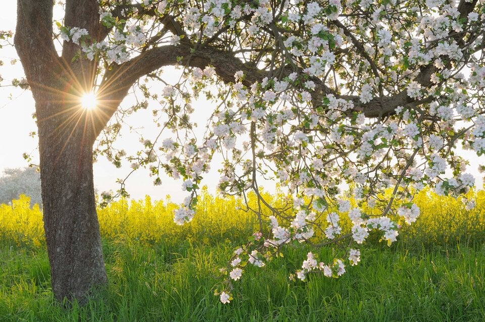 Marille, Magnolie & Co: Die schönsten Bäume für den eigenen Garten