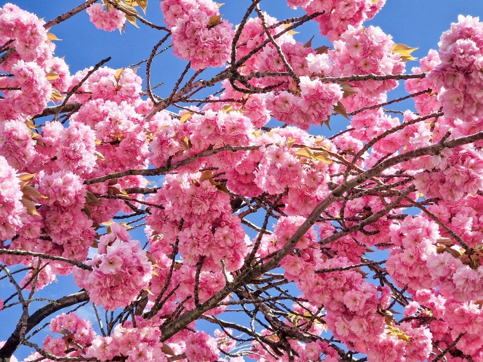 Marille, Magnolie & Co: Die schönsten Bäume für den eigenen Garten