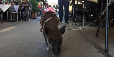 Hier spaziert ein Schwein durch Wien