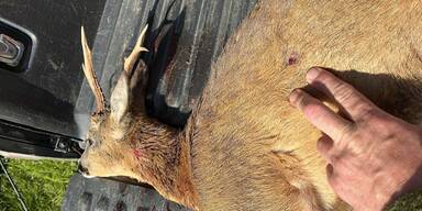 Wilderei-Serie im Innviertel setzt sich fort