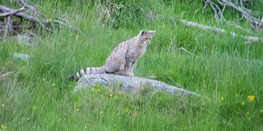 Wildkatze wurde erstmals in Tirol fotografiert