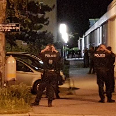 Wildschweinjagd in Wien