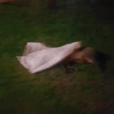 Wildschweinjagd in Wien