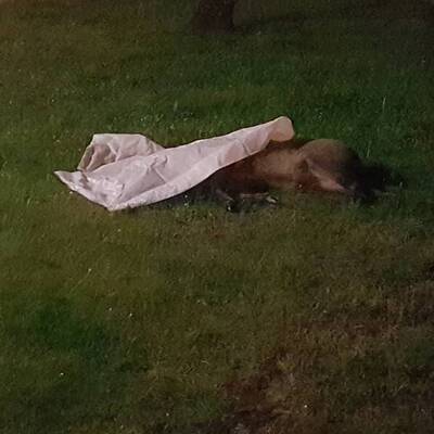 Wildschweinjagd in Wien