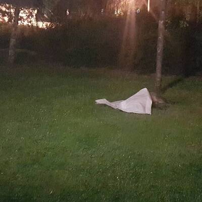 Wildschweinjagd in Wien