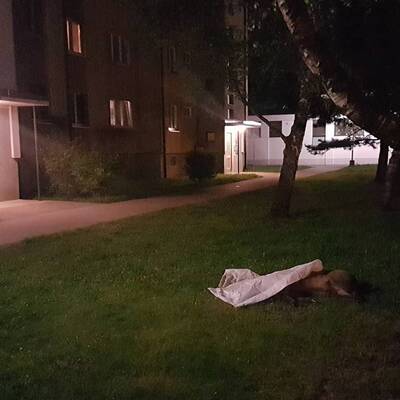 Wildschweinjagd in Wien