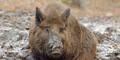 Wildschwein-Virus: Schon vier tote Hunde