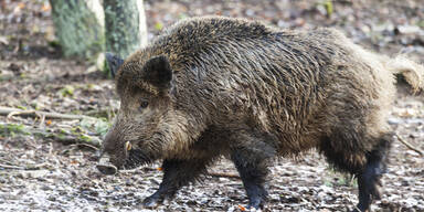 Wildschwein