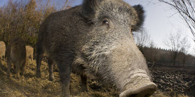 Wildschwein