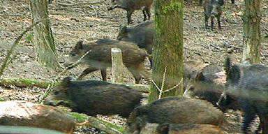 Wildschwein-Alarm in Österreich