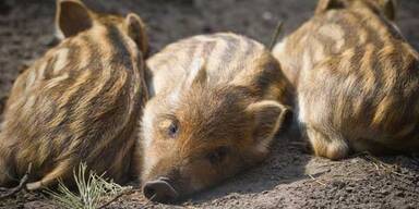 Wildschweine