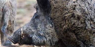 Wildschwein rammt Triathlet