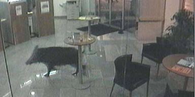 Wildsau brach in Bank ein