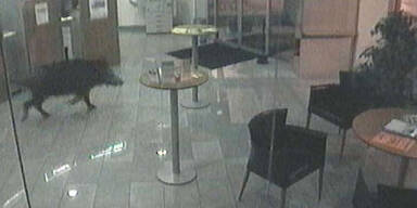 Wildsau brach in Bank ein