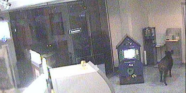 Wildsau brach in Bank ein