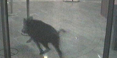 Wildsau brach in Bank ein