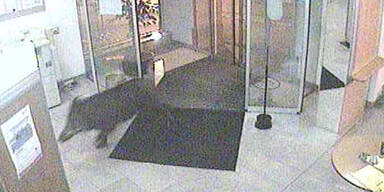 Wildsau brach in Bank ein