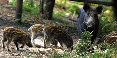 Wildschweine terrorisieren Ost&ouml;sterreich