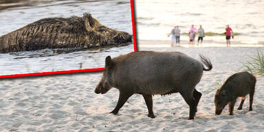 Wildschweine Meer