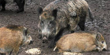 Wildschweine