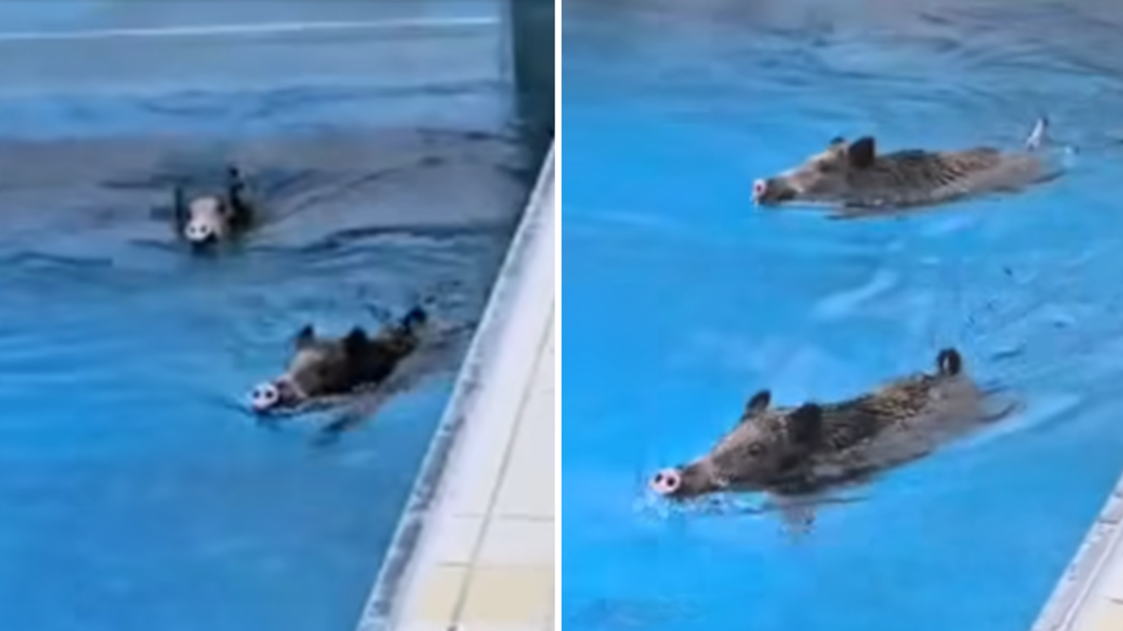 Wildschwein-Paar stürmte Schwimmbad - oe24.at Wildschwein-Paar stürmte Schwimmbad - oe24.at