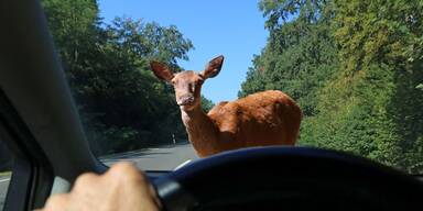 27.500 Wildtiere sterben auf NÖs Straßen