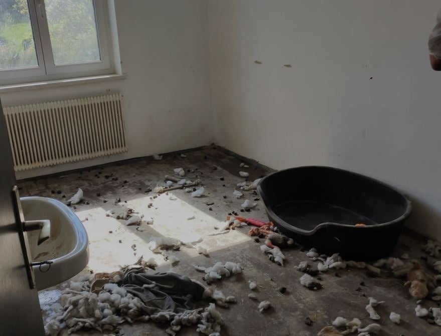 Hunde Tierheim Urlauberin