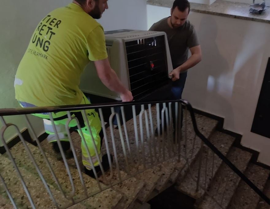 Hunde Tierheim Urlauberin