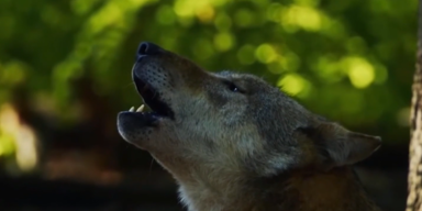 Wolf &Ouml;sterreich 2.PNG