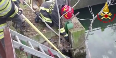 Wolf fiel in Verona in Kanal.png