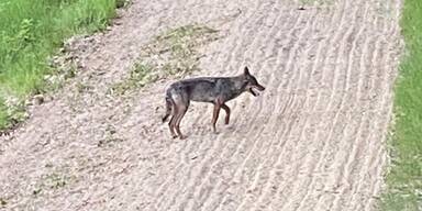 Wolf im Nordburgenland durch DNA-Probe best&auml;tigt