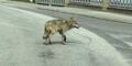 Wolfs-Alarm in NÖ: Tier spaziert durch Ort
