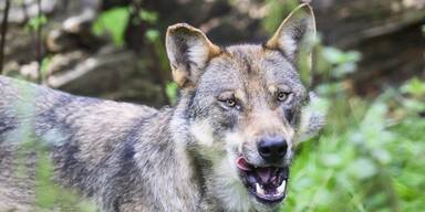 Land Tirol gibt nächsten Wolf zum Abschuss frei