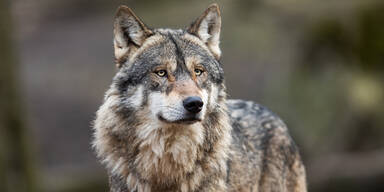 Problemw&ouml;lfe: Zerrei&szlig;probe in Salzburg