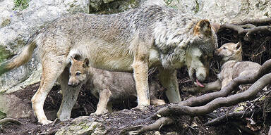 Bär, Luchs und Wolf kehren heim