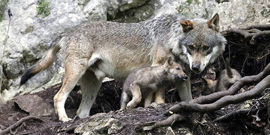 Bär, Luchs und Wolf kehren heim