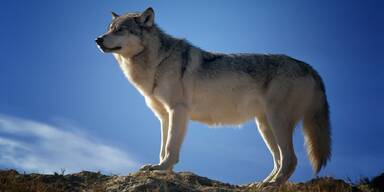 Wolf - Tierschutz-CH - Unsere Tiere - Video-Magazin